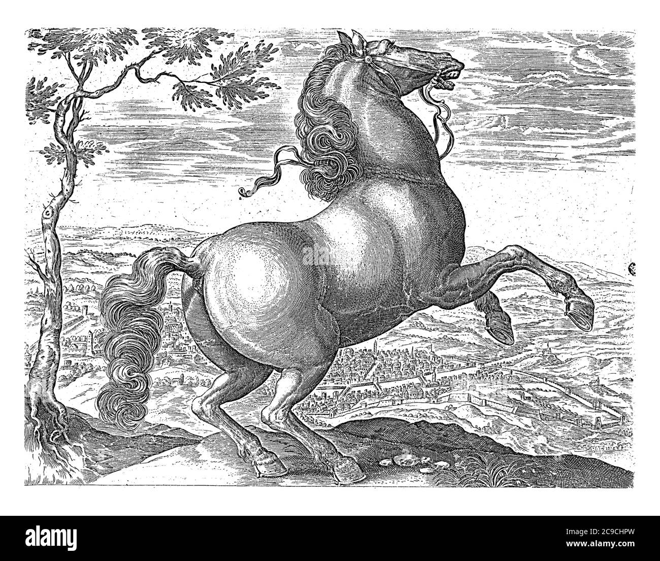 Pferd aus der Toskana, anonym, nach Hendrick Goltzius, nach Jan van der Straet, 1624 - vor 1648 EIN toskanisches tänzelendes Pferd. Im Hintergrund eine Wand Stockfoto