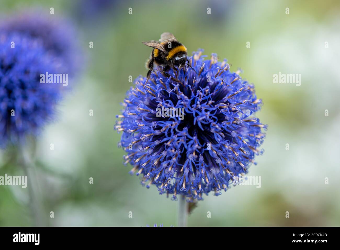 Kugeldistel mit Biene, Echinops ritro Veitch's Blue, RHS Gardens, Wisley, Großbritannien Stockfoto