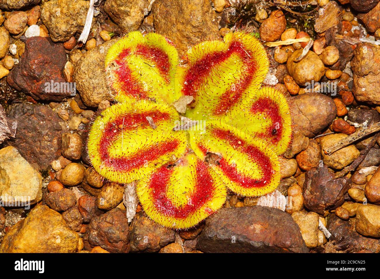 Rote und gelbe Rosette der insektenfressenden Drosera squamosa, einem fleischfressenden Sonnentau in seinem natürlichen Lebensraum im Südwesten Westaustraliens Stockfoto