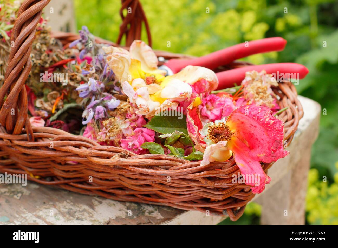 Kreuzblütenrand im Sommer - Salbei, Rosen, Erbsen, Allium, Calendula. Stockfoto