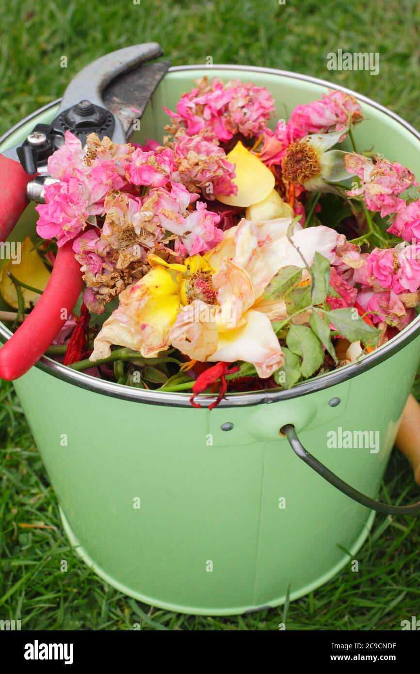 Blütenklatschköpfe aus einem gemischten Garten Grenze in einem Behälter im Sommer gesammelt - Salbei, Rosen, Erbsen, Calendula, Allium. Stockfoto