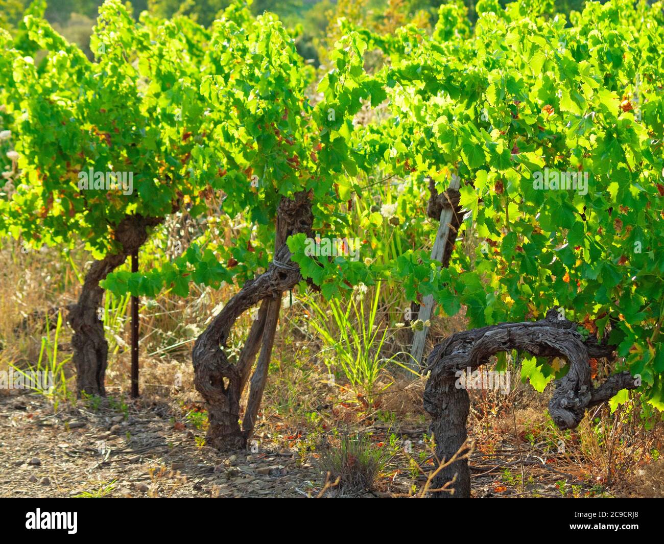 Alte Reben in der Region Languedoc-Roussillon in Südfrankreich Stockfoto