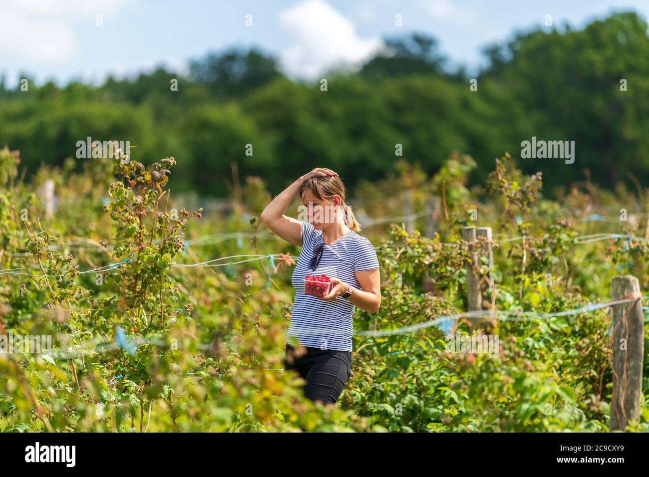 Junge weibliche Ernte frische Farm Himbeeren auf dem Feld in Sevenoaks, Kent Stockfoto