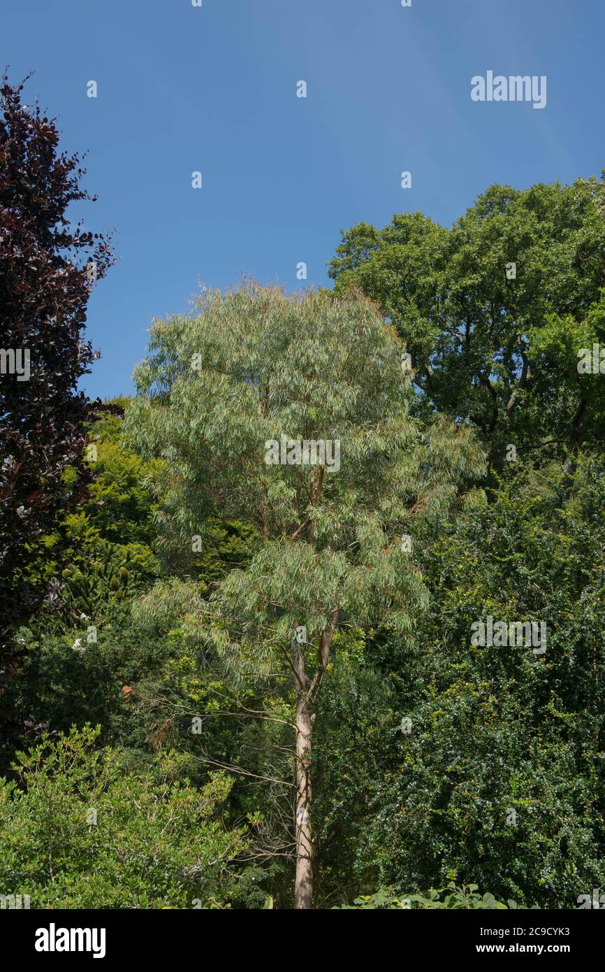 Sommer Blatt eines Evergreen schmal blättrigen schwarzen Pfefferminzbaum (Eucalyptus nicholii) wächst in einem Garten in Rural Devon, England, Großbritannien Stockfoto