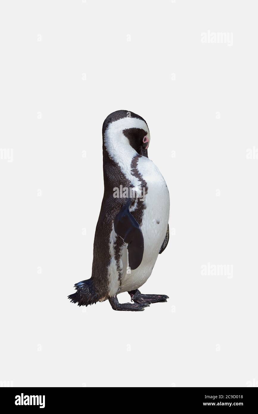 African Pinguin mit Schnabel hinter Körper - isoliert Stockfoto