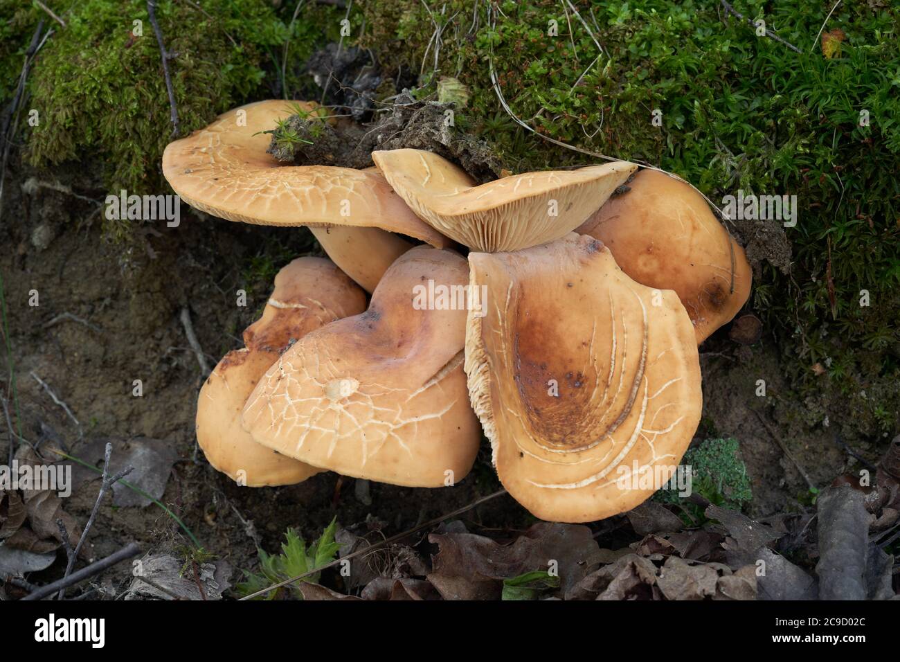 Essbarer Pilz Lactifluus volemus im Birkenwald. Bekannt als Fishy Milkcap oder voluminöses Latex Milky. Gruppe von Wildpilzen, die im Moos wachsen. Stockfoto