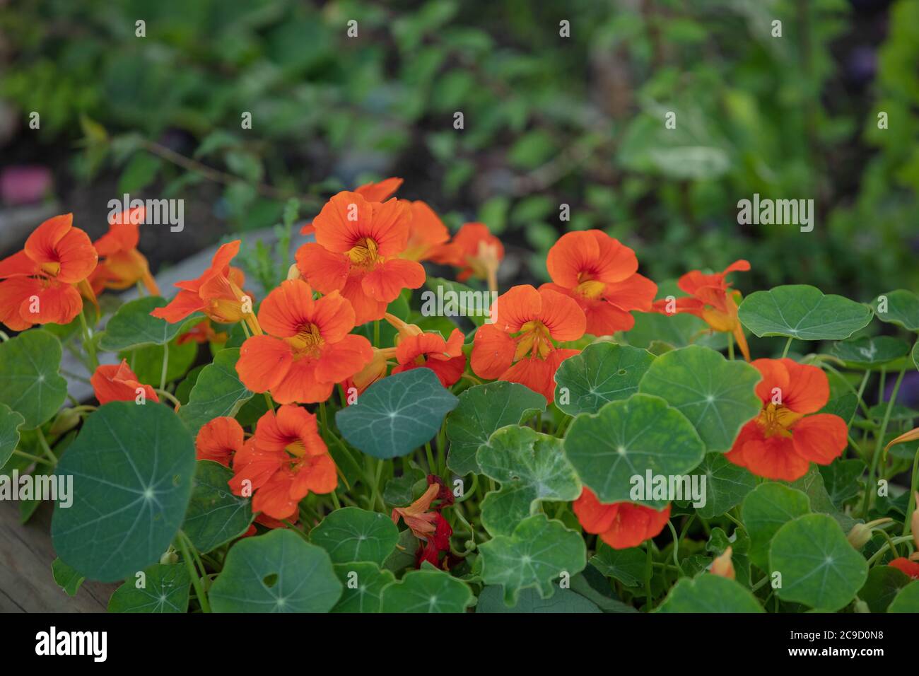 Leuchtend orange rote Kapuzinerblüten mit markant