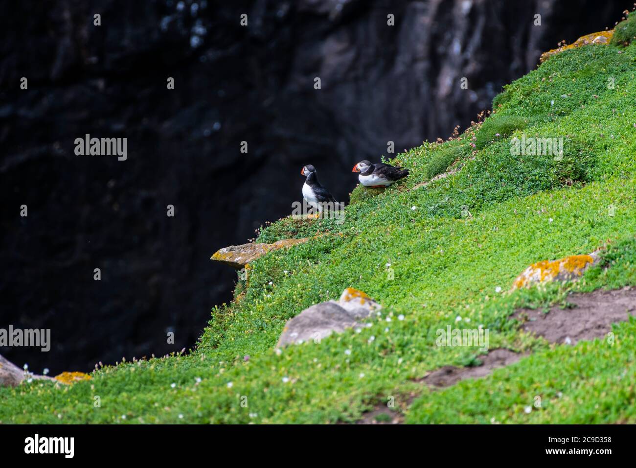 Paar Atlantische Papageientaucher, Fratercula arctica, die auf einer Klippe vor ihren Höhlen ruhen. Great Saltee Island, South of Ireland. Stockfoto