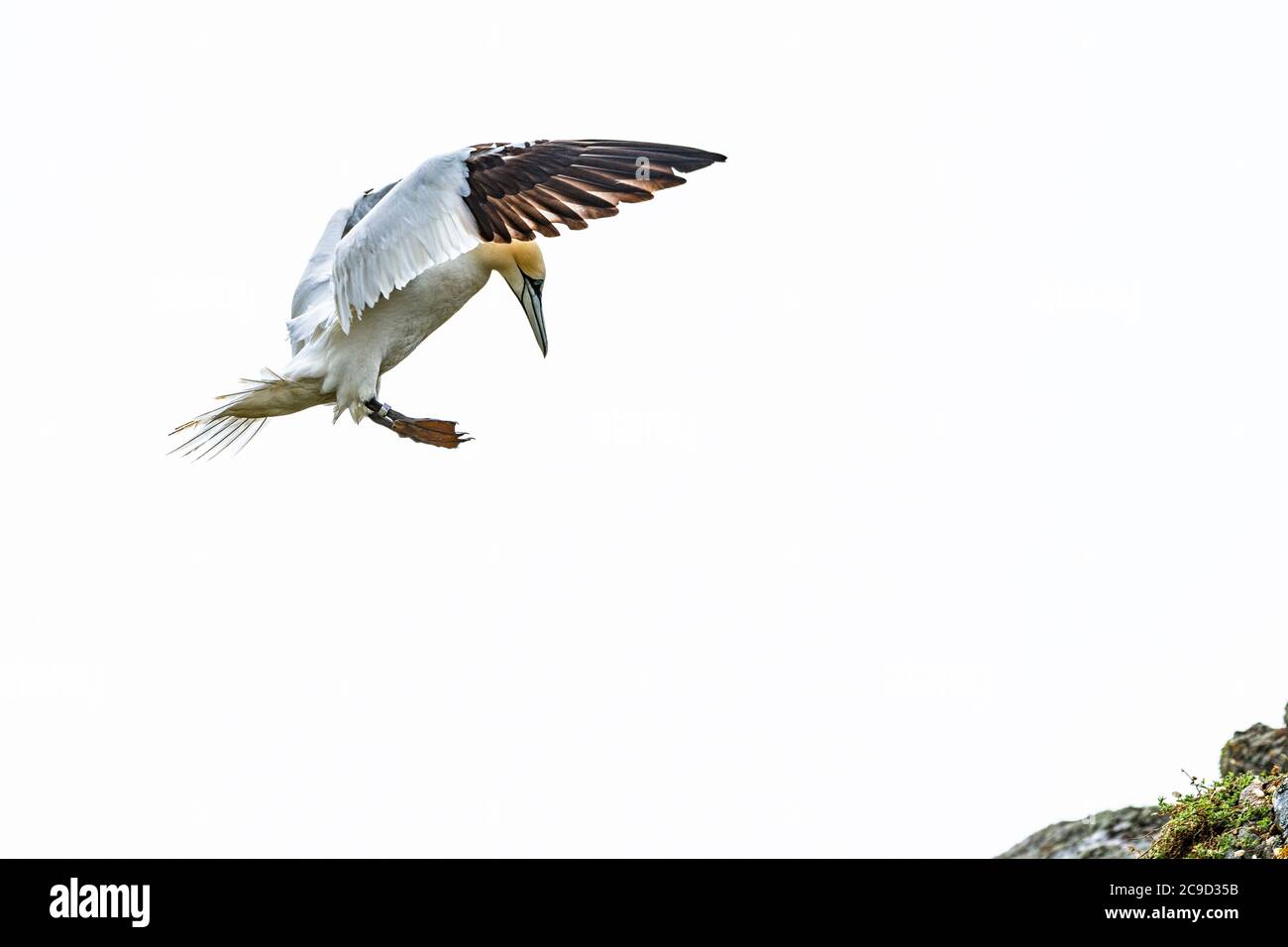 Sequenzbilder vom Fliegen und der Landung zum Nest Nördlicher Gannet, Morus bassanus. Great Saltee Island, Irland. Stockfoto