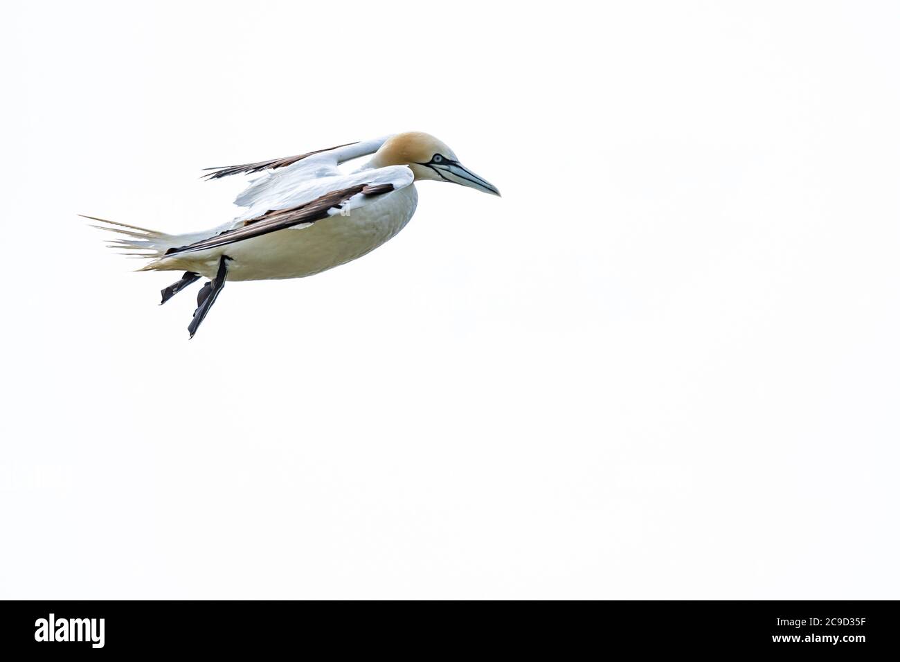 Sequenzbilder vom Fliegen und der Landung zum Nest Nördlicher Gannet, Morus bassanus. Great Saltee Island, Irland. Stockfoto