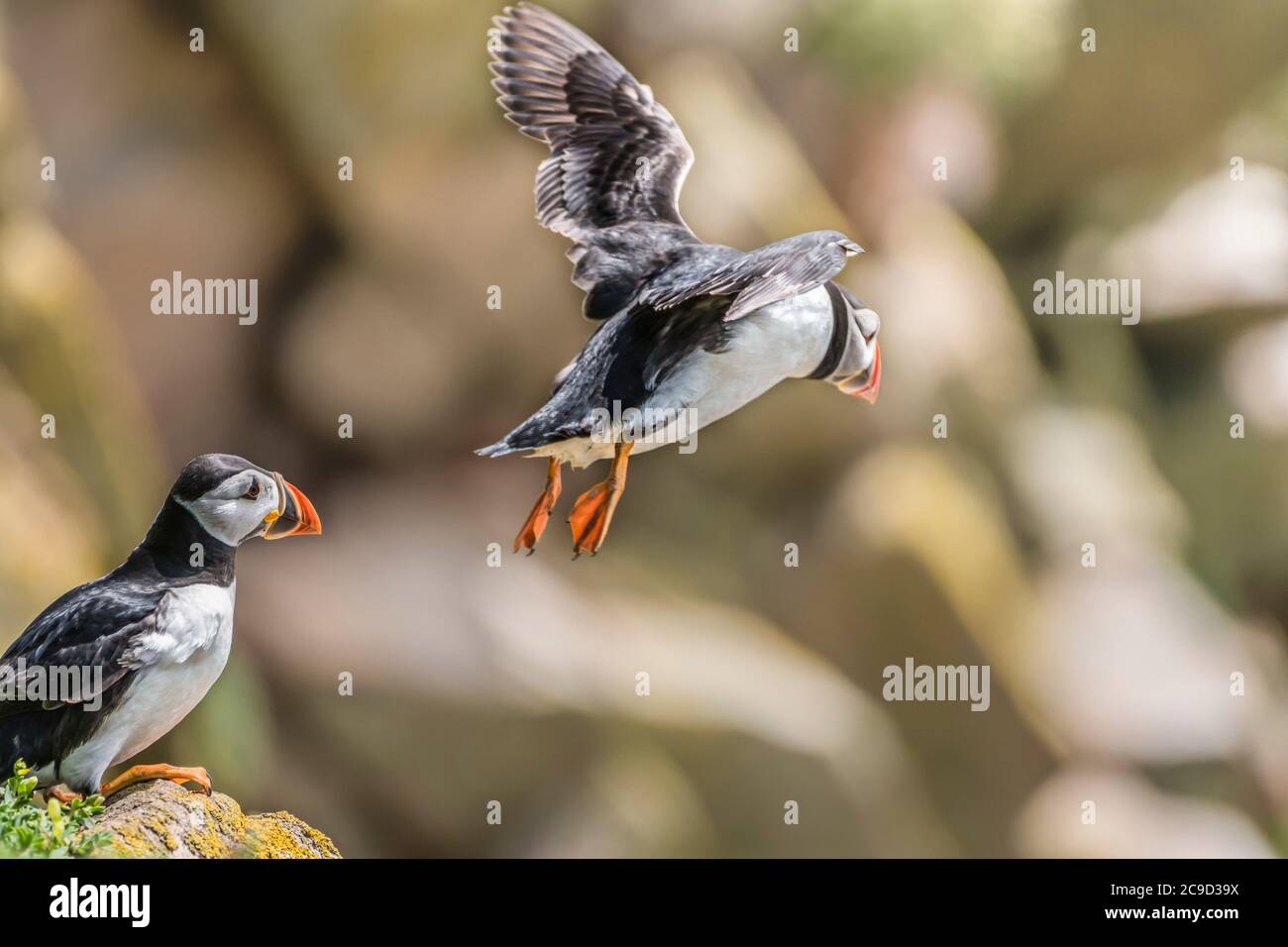 Atlantischer Papageientaucher, Fratercula Arctica, der von der Klippe zum Meer fliegt Great Saltee Island, South of Ireland. Stockfoto