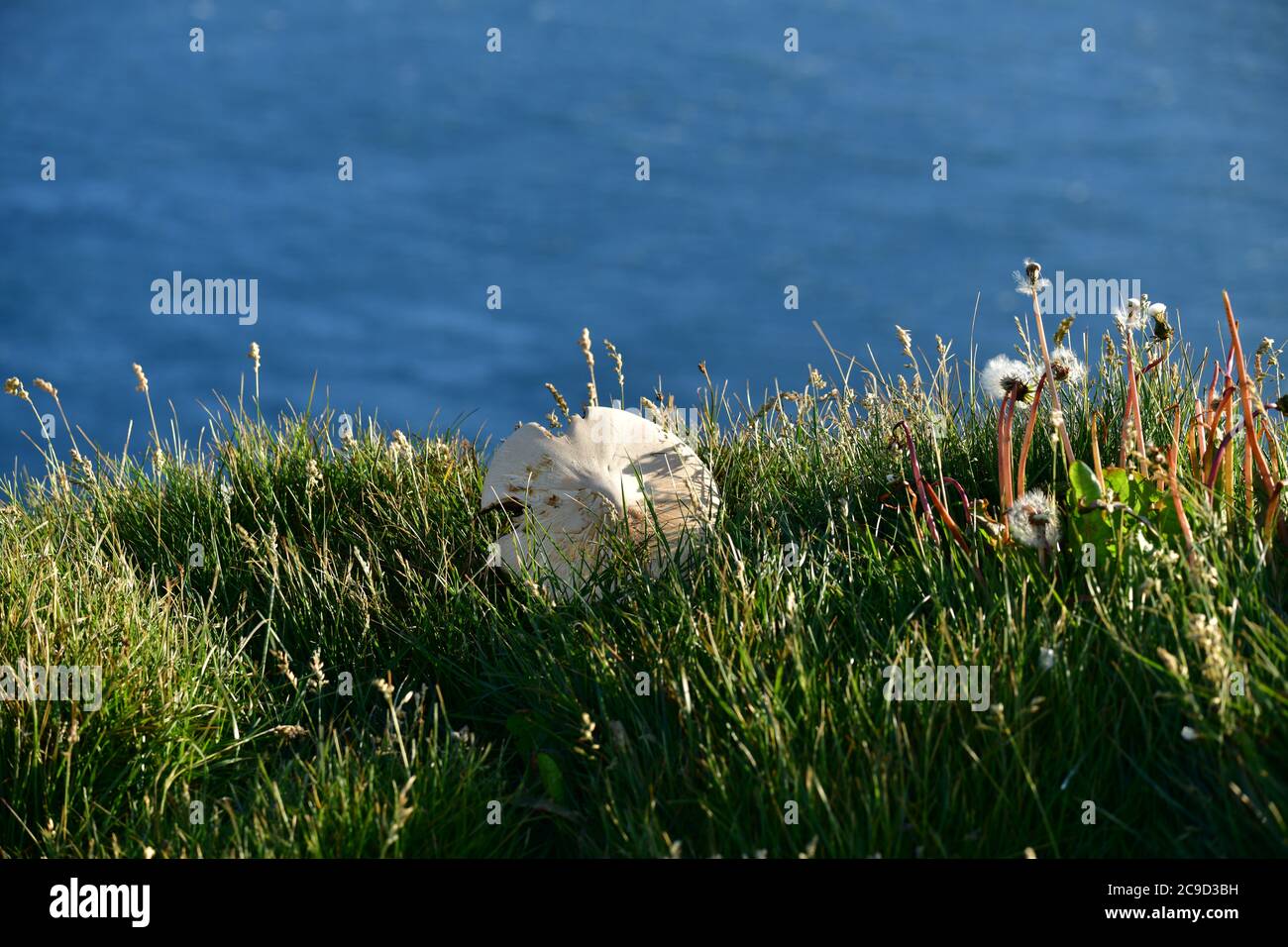 Sonnenschirm Pilz (Lepiota mastoidea oder Macrolepiota mastoidea), Agaricaceae. Island, Europa Stockfoto