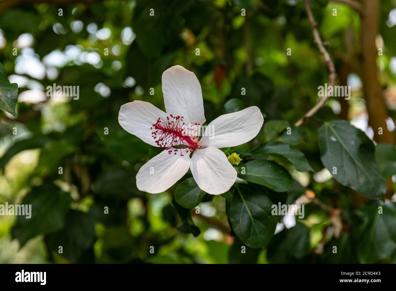 Weiße Blume des hawaiianischen Hibiskus Stockfoto