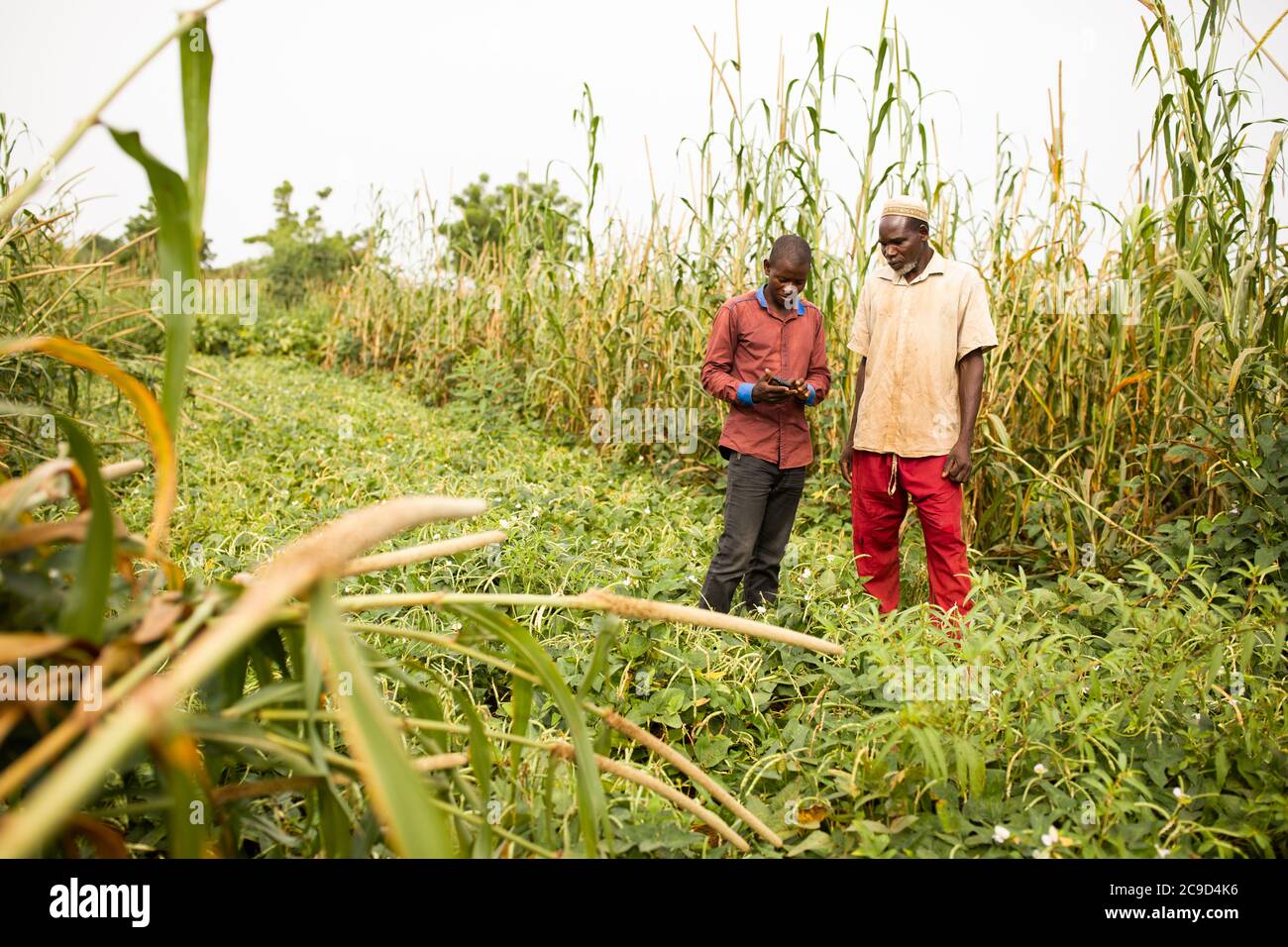 Ein landwirtschaftlicher Verlängerungsagent berät einen Kleinbauern mit Hilfe eines Smartphones und der Anwendung TaroWorks in der Region Tahoua, Niger, Westafrika. Stockfoto