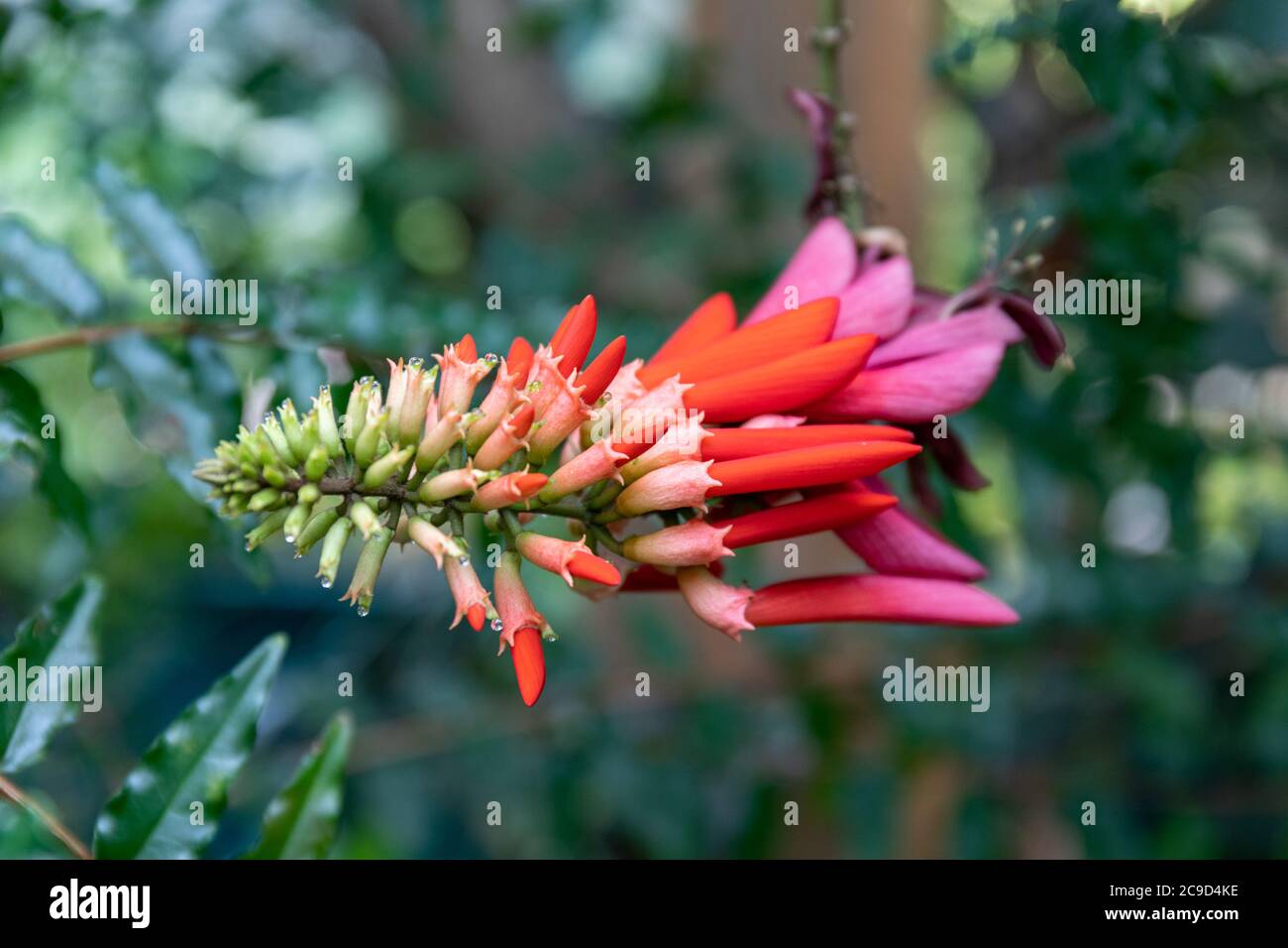 Blütenstand von Erythrina lysistemon oder gewöhnlicher Korallenbaum oder glücklicher Bohnenbaum oder umsintsi im Kaisaniemi Botanic Garden Wintergarten, Helsinki, Finnland Stockfoto