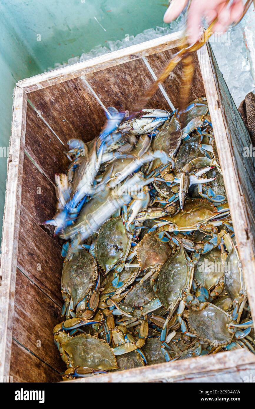 Tampa Florida, Apollo Beach, Tamiami Trail, blaue Krabben, Leben, Einzelhandelsprodukte, Vitrinenverkauf, Waren, Verpackungen, Marken, Zangen, Besucher reisen in Stockfoto