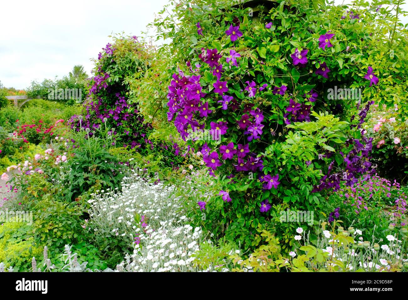 Clematis Polish Spirit Climbing Individual Trellis - John Gollop Stockfoto