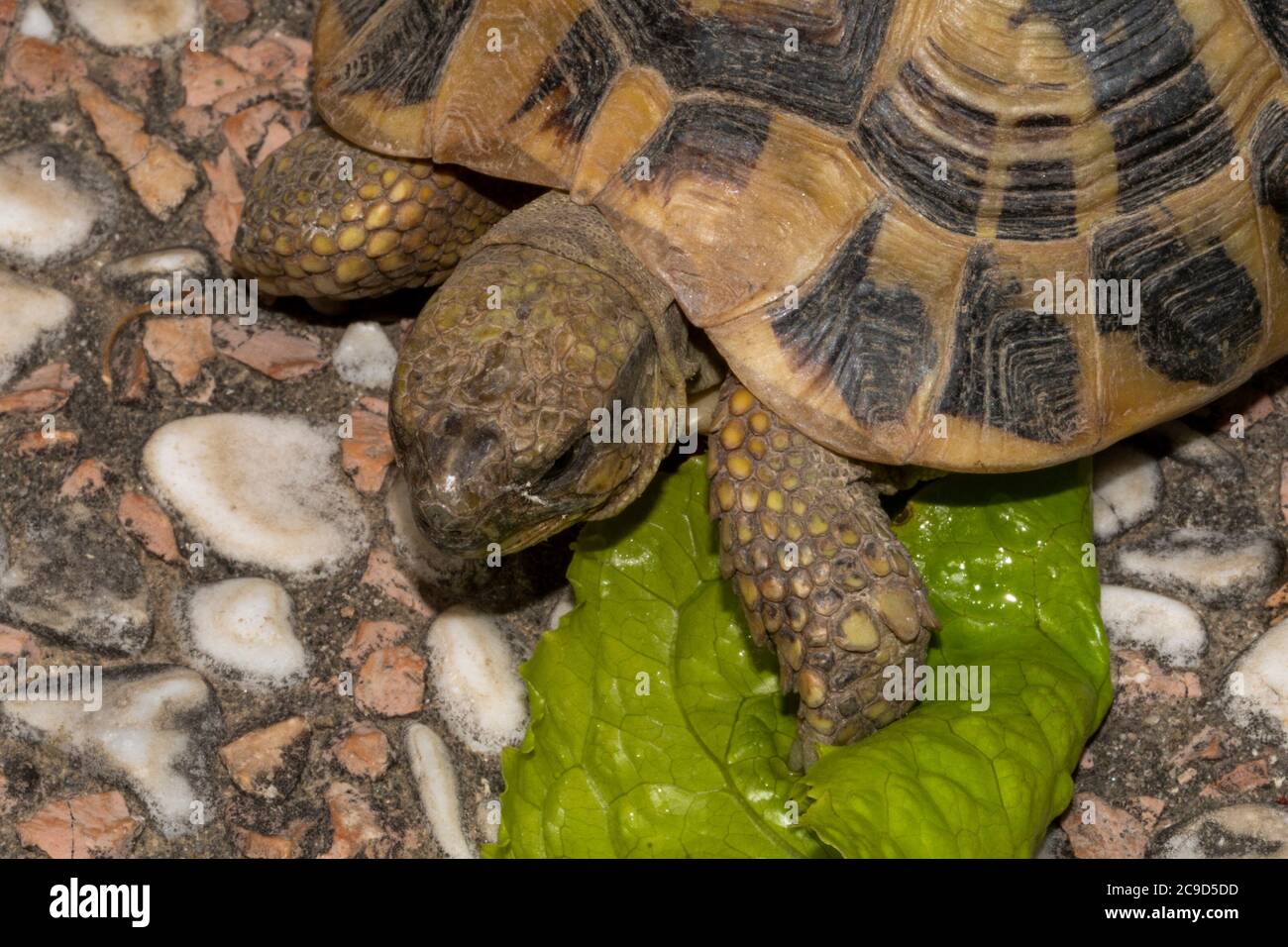 Terrestrische Schildkröte im Garten Stockfoto