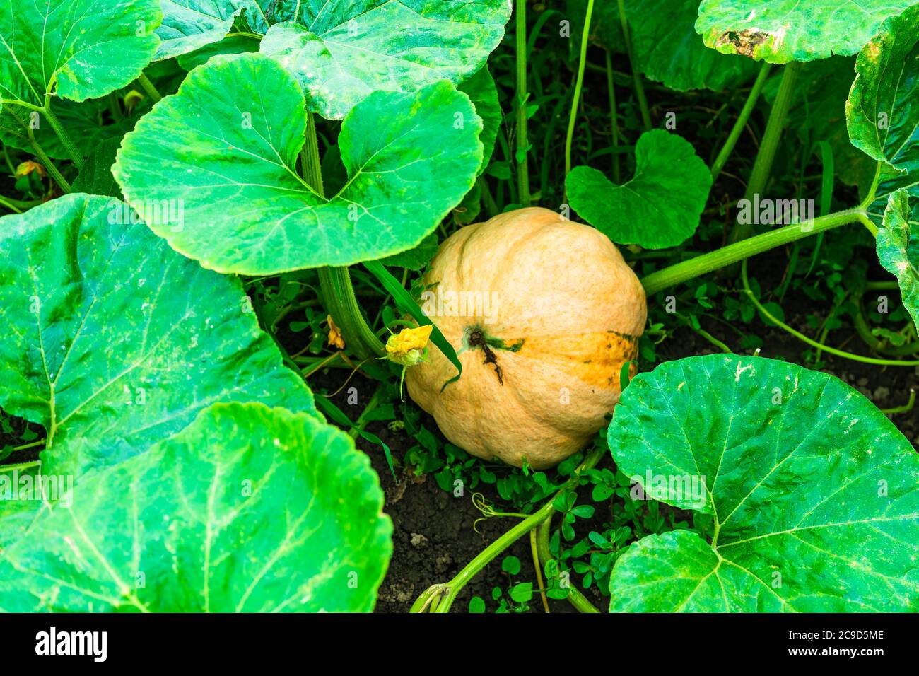 Nahaufnahme von Kürbis mit großen Ranken wachsen im Garten. Stockfoto