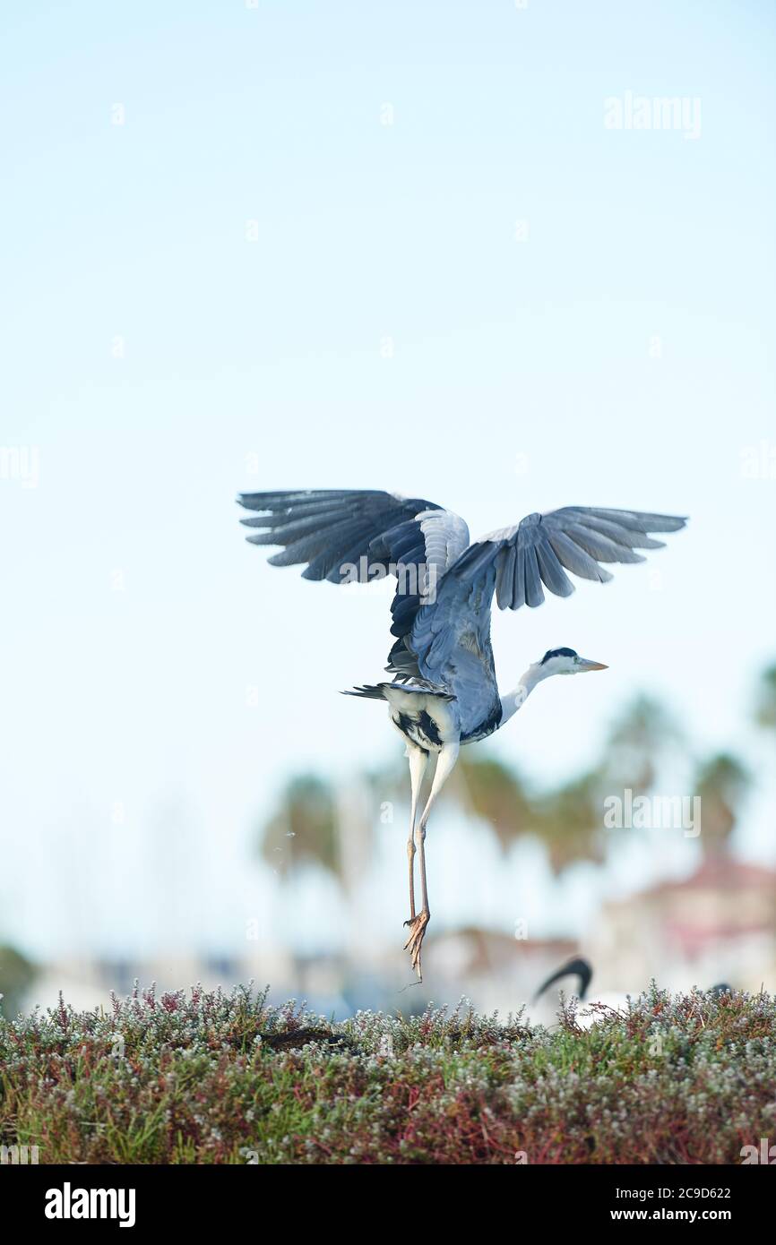 Graureiher im Flug, Lower Berg River, Velddrif, Westkap Stockfoto