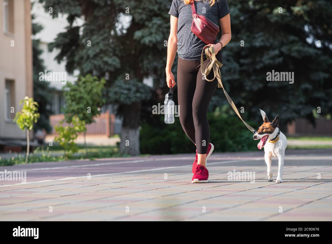 Ein Fuchs Terrier Hund läuft mit einer Frau im städtischen Hintergrund. Mit Haustieren in der Stadt, Zubehör für Welpen, Lebensstil mit Hunden Stockfoto