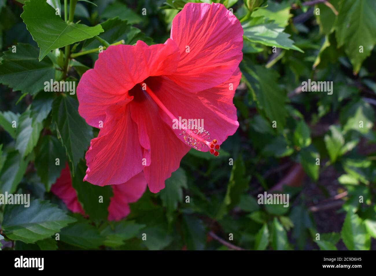 Üppig roter chinesischer Hibiskus (Hibiscus Rosa-Sinesis), auch bekannt als Hibiskus Hawaiis, auf einem verschwommenen Hintergrund aus grünen Blättern und Schatten. Stockfoto