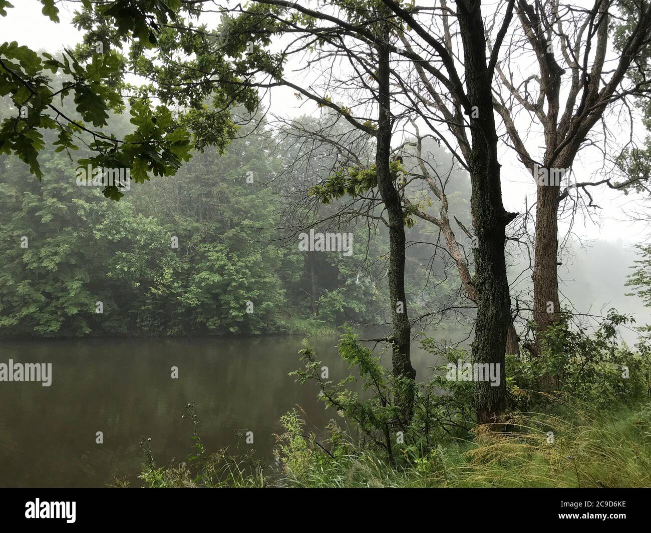 Morgennebel auf wildem Waldsee. Umwelt Stockfoto