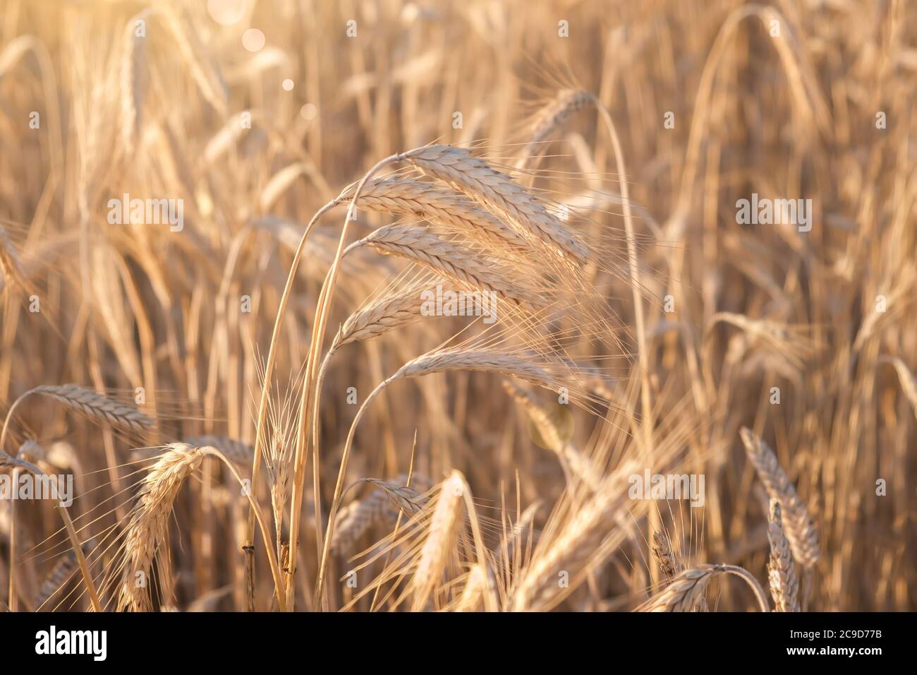Weizenfeld. Ohren der goldene Weizen hautnah. Schöne Natur Sonnenuntergang Landschaft. Landschaft unter der strahlenden Sonne. Hintergrund der reifenden Ähren wh Stockfoto