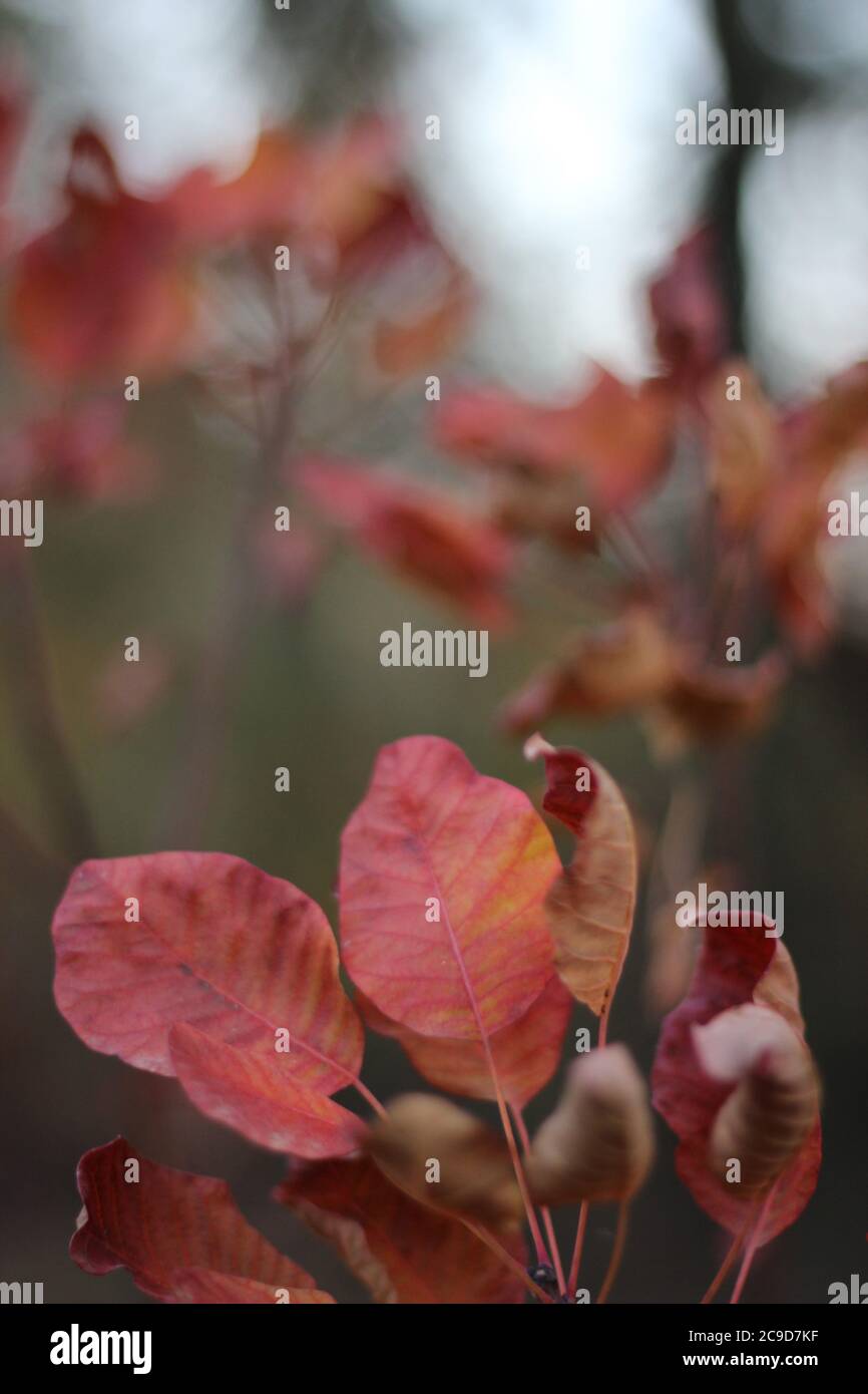 Detail der Anlage. Natur Hintergrund. Nahaufnahmen. Stockfoto