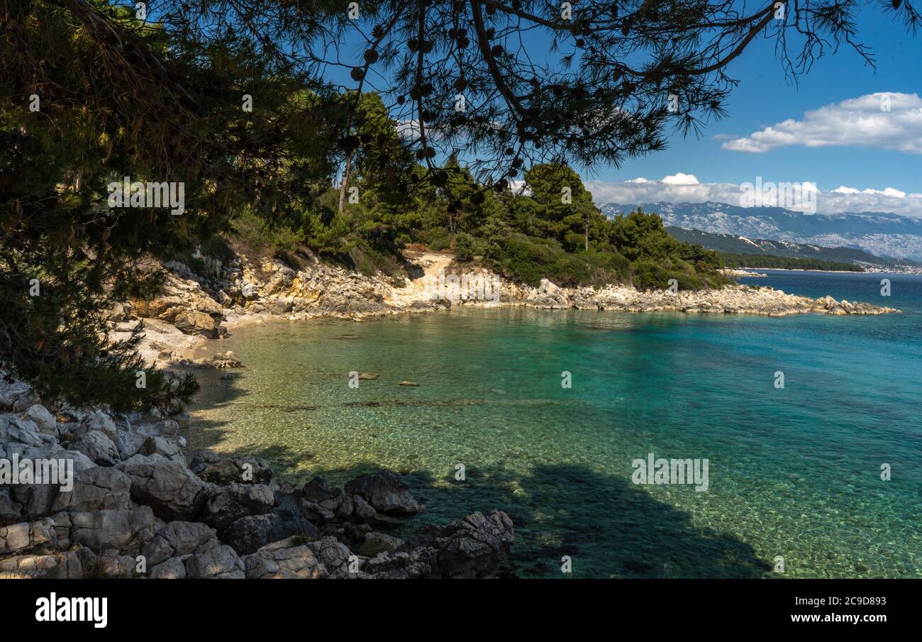 Schöner Strand umgeben von Nadelwald auf der Insel Rab, Kroatien. Transparentes Wasser an der Adriaküste. Insel Rab - touristisches Ziel. Stockfoto