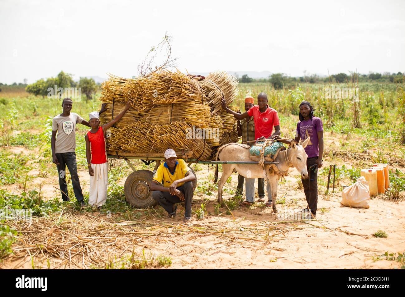 Ein Esel zieht einen Wagen mit einer reichen Perlenhirse-Ernte durch ein Feld in der Region Tahoua, Niger, Westafrika. Stockfoto