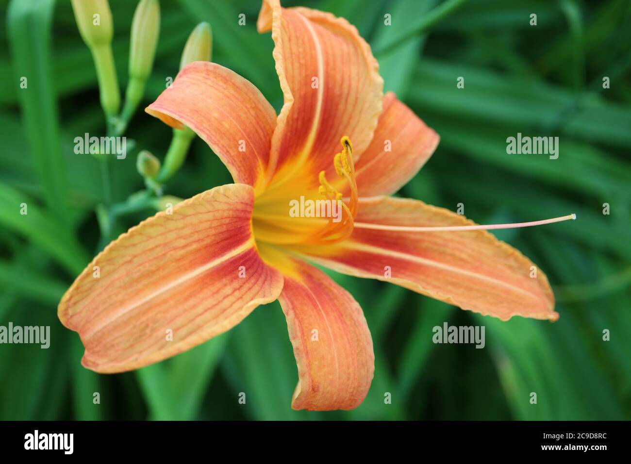 Tageslilie mit weichen Blütenblättern und langen Staubgefäßen, Tageslilie mit Knospen und grünen Blättern im Garten, orangefarbene Blume, Schönheit in der Natur, Tageslilie Makro, Stockfoto