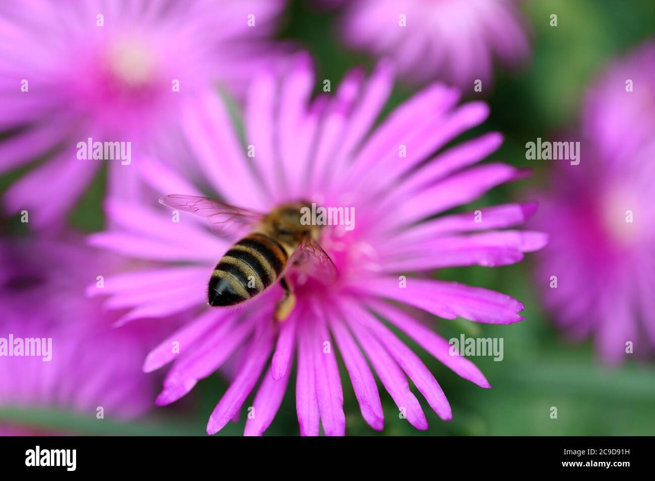 Biene auf rosa Blume Staubblätter im Garten, Honigbiene auf Frühling rosa Blumen, Insekt auf Fower Makro, Schönheit in der Natur, Blumenfoto, Makrofotografie, Stock i Stockfoto