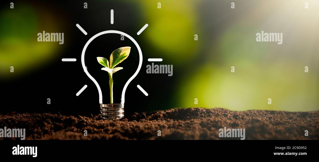 Glühbirne mit wachsenden Pflanze. Umweltfreundliche und nachhaltige Umwelt Stockfoto