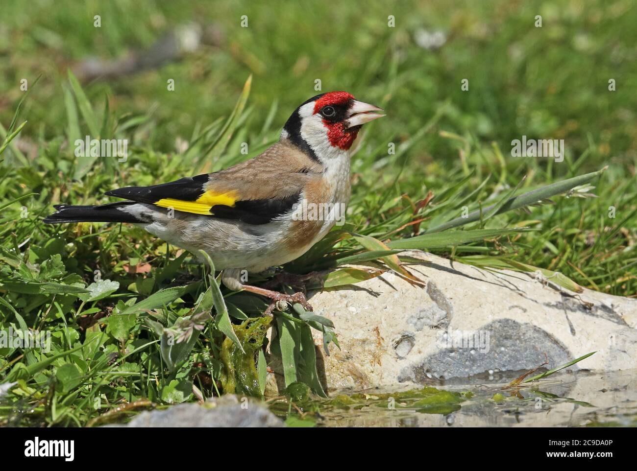 Europäischer Goldfink (Carduelis carduelis britannica) Erwachsener am Rande des Teiches trinkende Eccles-on-Sea, Norfolk, Großbritannien Juli Stockfoto