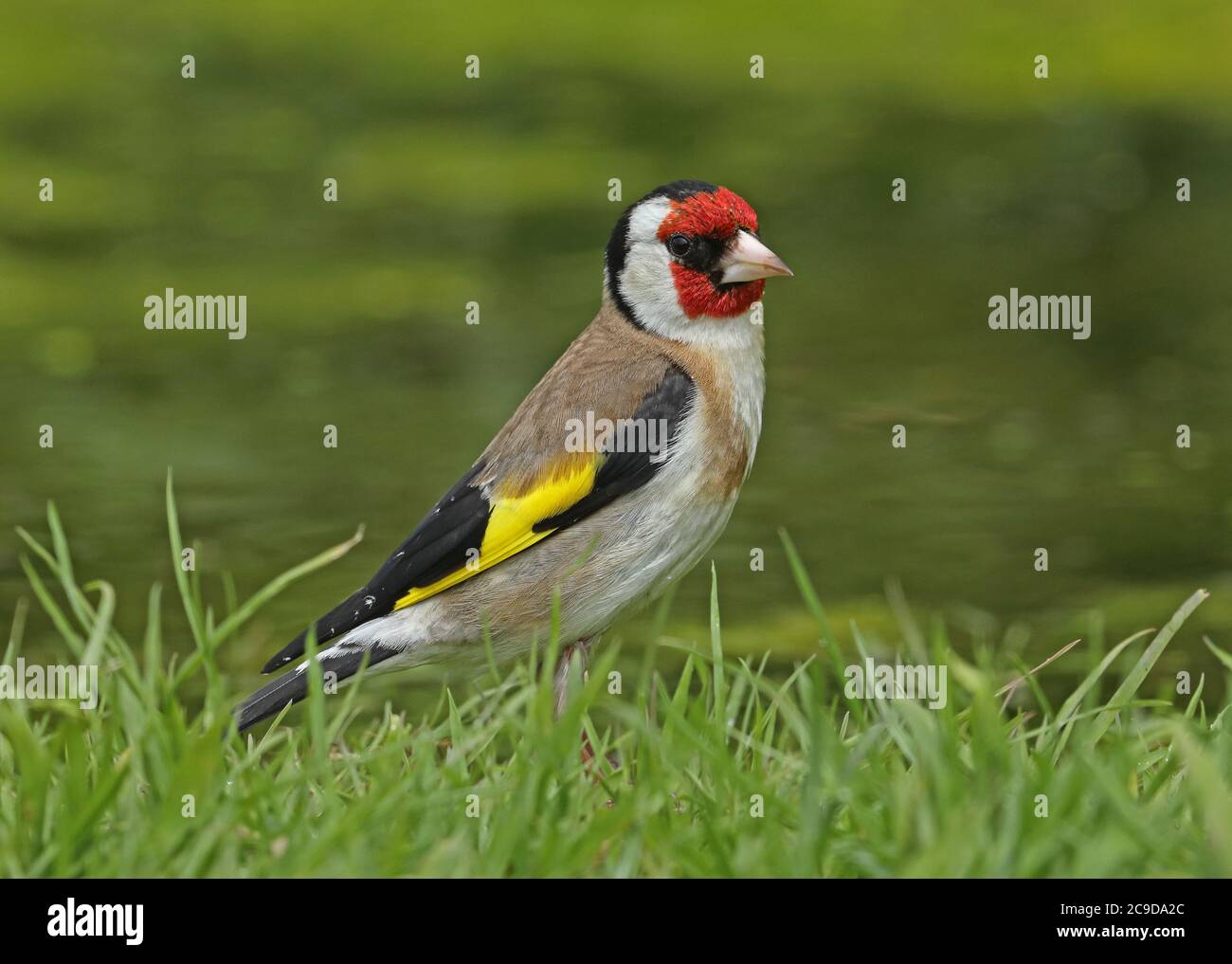 Europäische Goldfinken (Carduelis carduelis britannica) Erwachsene am Rande des Teiches Eccles-on-Sea, Norfolk, Großbritannien Juni Stockfoto
