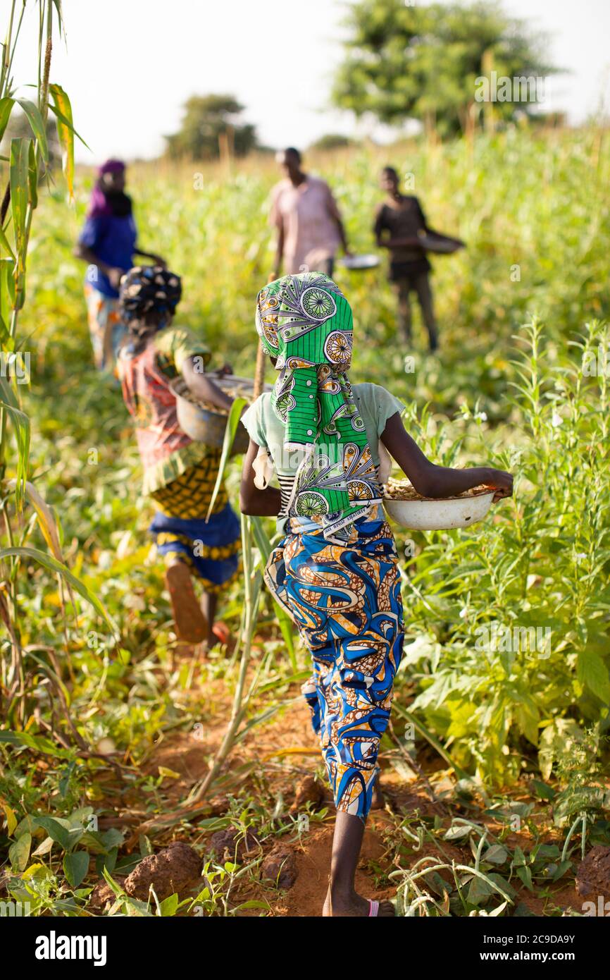 Ein Kind erntet auf dem Familienbetrieb in der Region Tahoua, Niger, Westafrika, Kuherbsen. Stockfoto