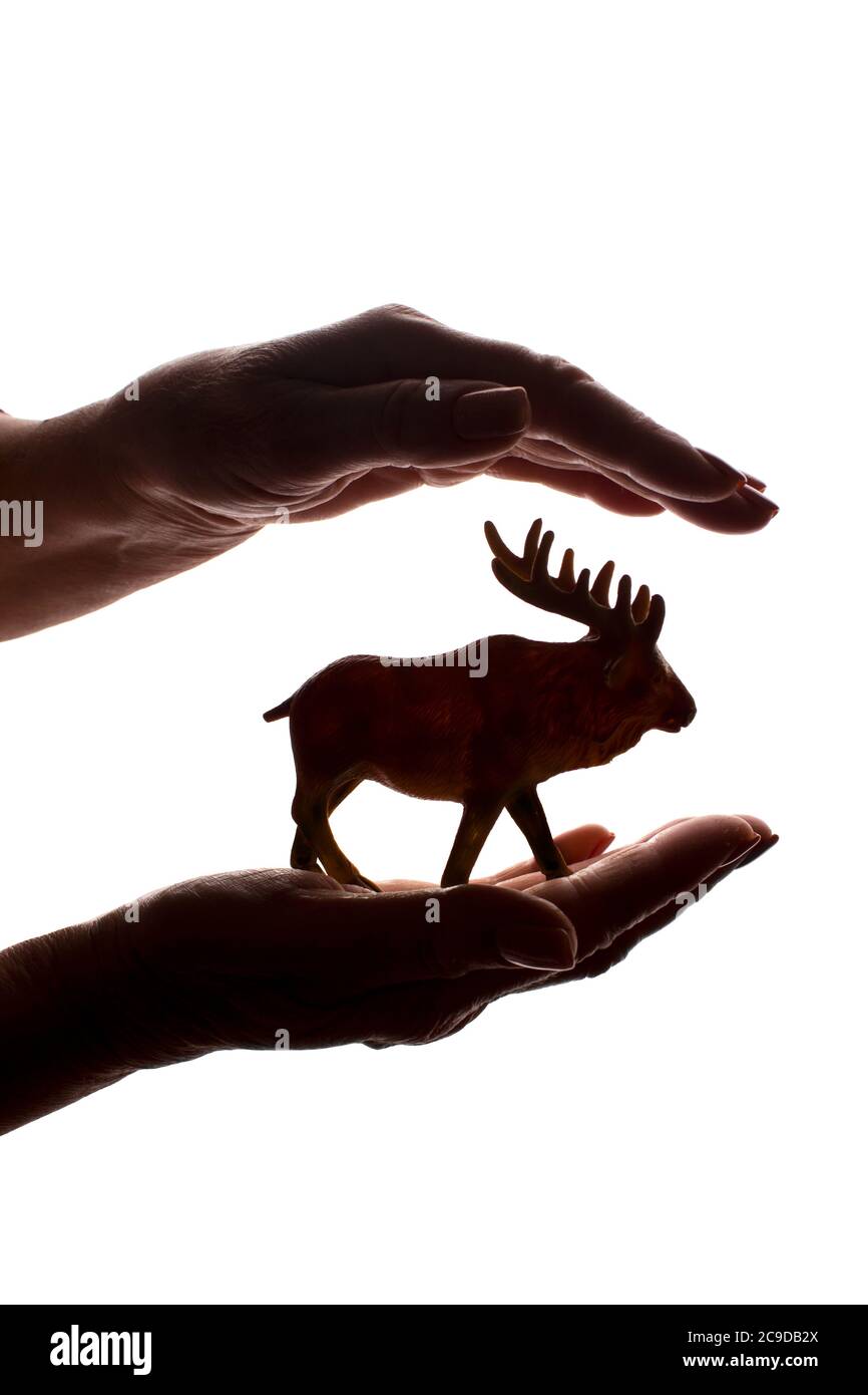 Frauenhände mit einer seltenen bedrohten Tierfigur - dunkel isoliert Silhouette, Konzept zum Schutz der Tiere vor dem Aussterben Stockfoto