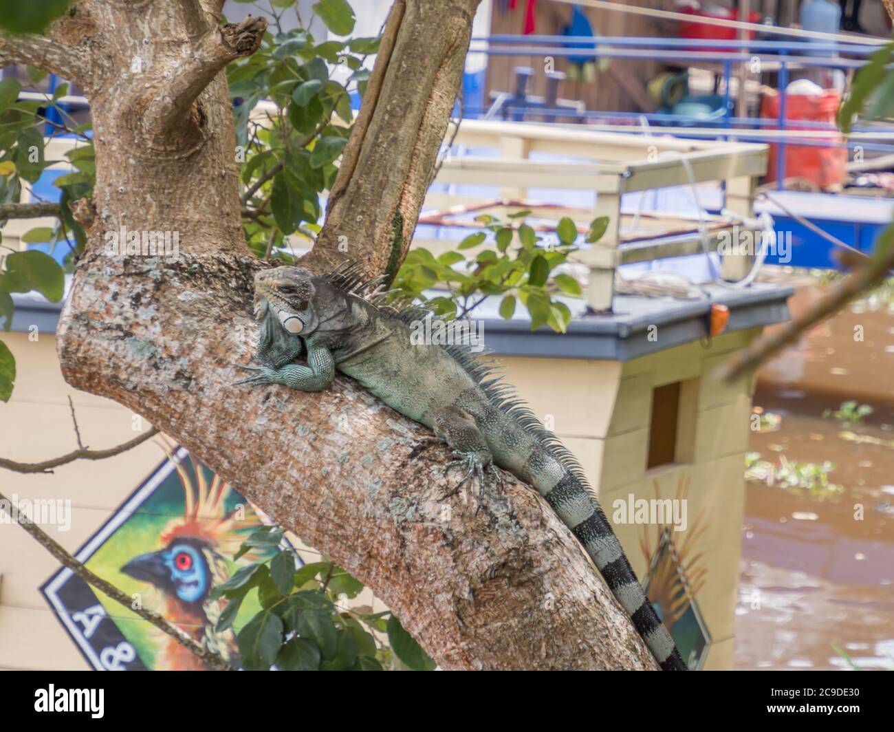 Eine große, grüne Eidechse auf dem Baum in der Stadt Iquitos, Tor zum Amazonas-Dschungel. Amazonien. Lateinamerika. Regenwald. Iquitos, Peru, Südamerika. Stockfoto Eine große, grüne Eidechse auf dem Baum in der Stadt Iquitos, Tor zum Amazonas-Dschungel. Amazonien. Lateinamerika. Regenwald. Iquitos, Peru, Südamerika. Stockfoto