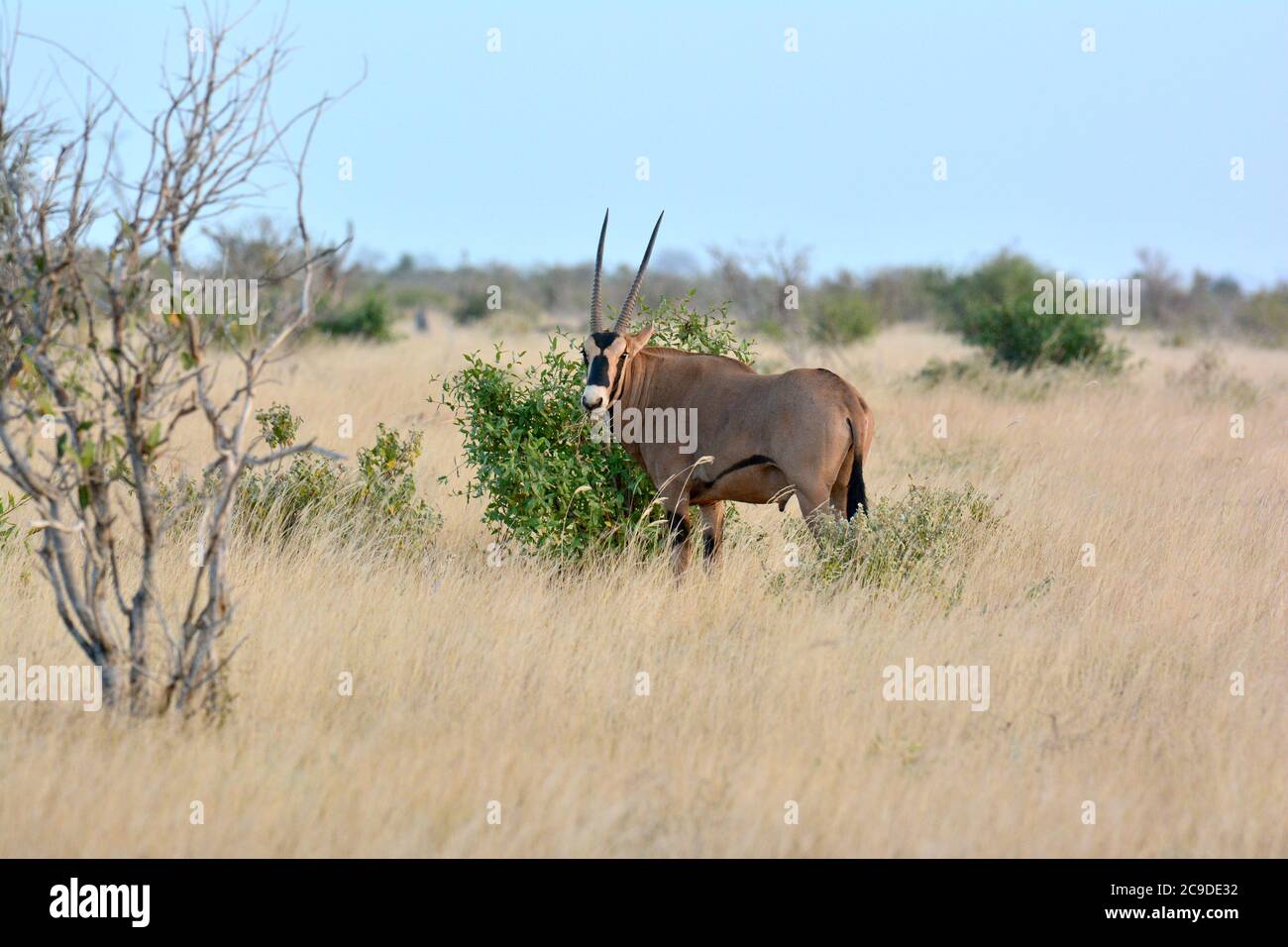 Fringe-ohrige Oryx, Beisa-Oryx, Oryx beisa callotis, bojtos fülű bejza, Tsavo East National Park, Kenia, Afrika Stockfoto