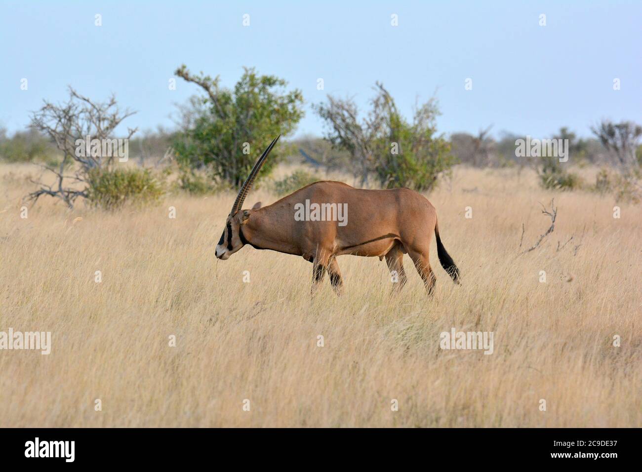Fringe-ohrige Oryx, Beisa-Oryx, Oryx beisa callotis, bojtos fülű bejza, Tsavo East National Park, Kenia, Afrika Stockfoto