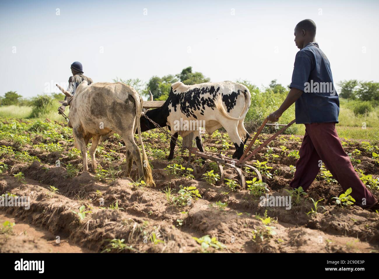 Bauern und Ochsen pflügen ihre Sesamfelder in der Provinz Mouhoun, Burkina Faso, Westafrika. Stockfoto