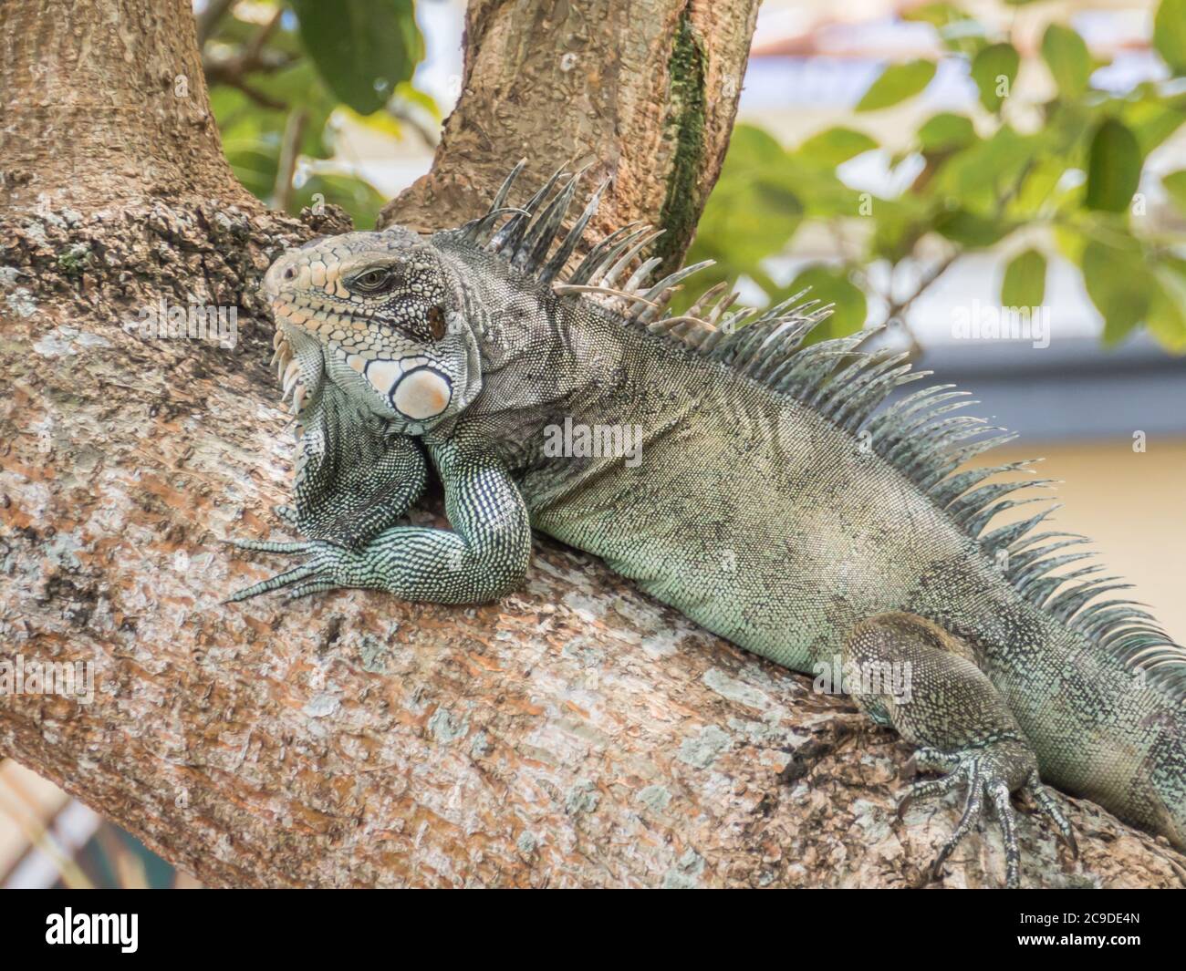 Eine große, grüne Eidechse auf dem Baum in der Stadt Iquitos, Tor zum Amazonas-Dschungel. Amazonien. Lateinamerika. Regenwald. Iquitos, Peru, Südamerika. Stockfoto Eine große, grüne Eidechse auf dem Baum in der Stadt Iquitos, Tor zum Amazonas-Dschungel. Amazonien. Lateinamerika. Regenwald. Iquitos, Peru, Südamerika. Stockfoto