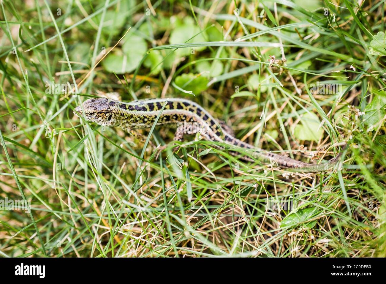 Eidechse (lat. Lacerta agilis) im natürlichen Lebensraum während der Paarungszeit. Stockfoto