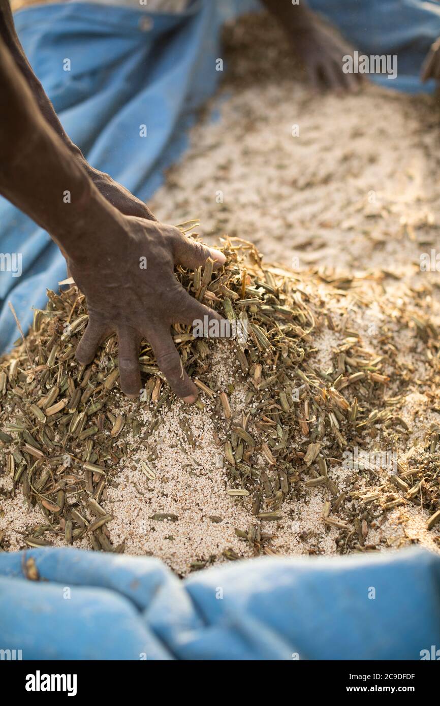 Afrikanische Subsistenzbauern extrahieren Sesamkörner aus Stängeln und Kapseln, indem sie die getrockneten Bündel auf einer Plane in einem Sesamfeld in der ländlichen Provinz Mouhoun, Burkina Faso, Westafrika, schütteln. Stockfoto