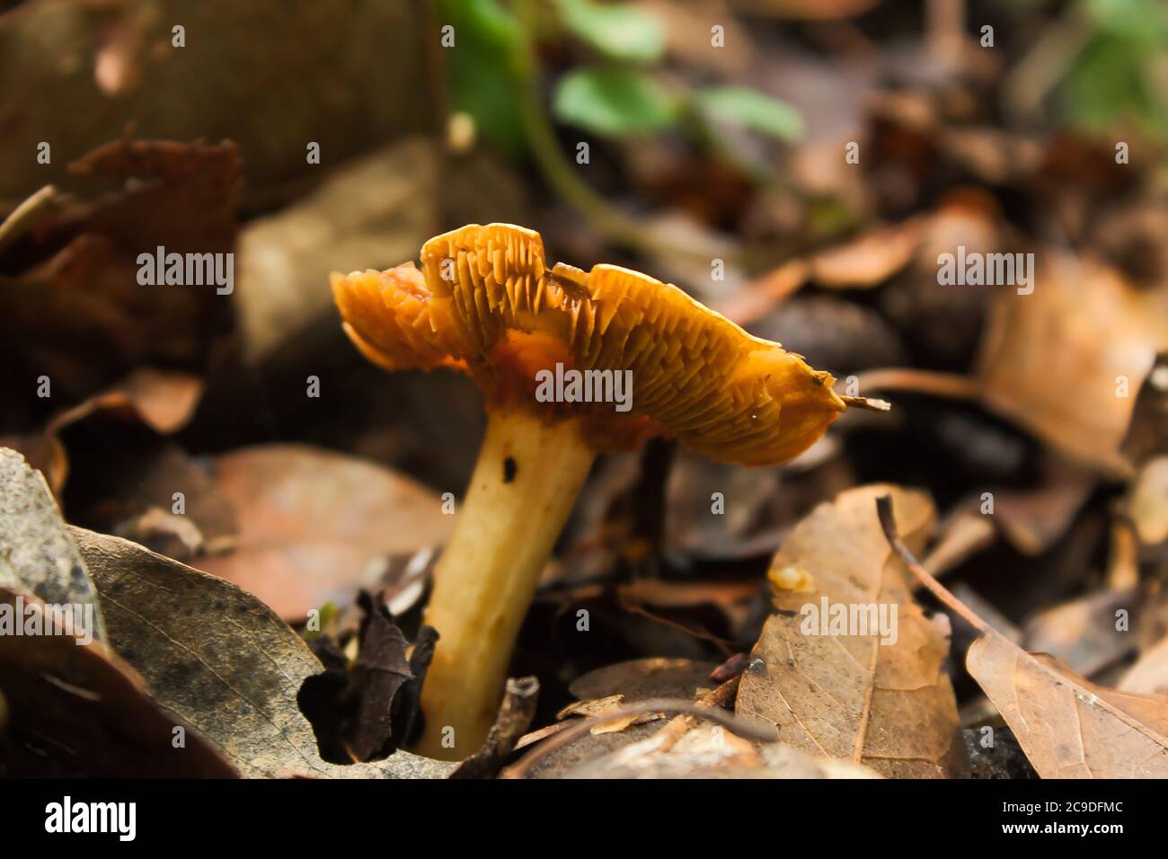 Pilze wachsen auf der Seite des Weges Stockfoto
