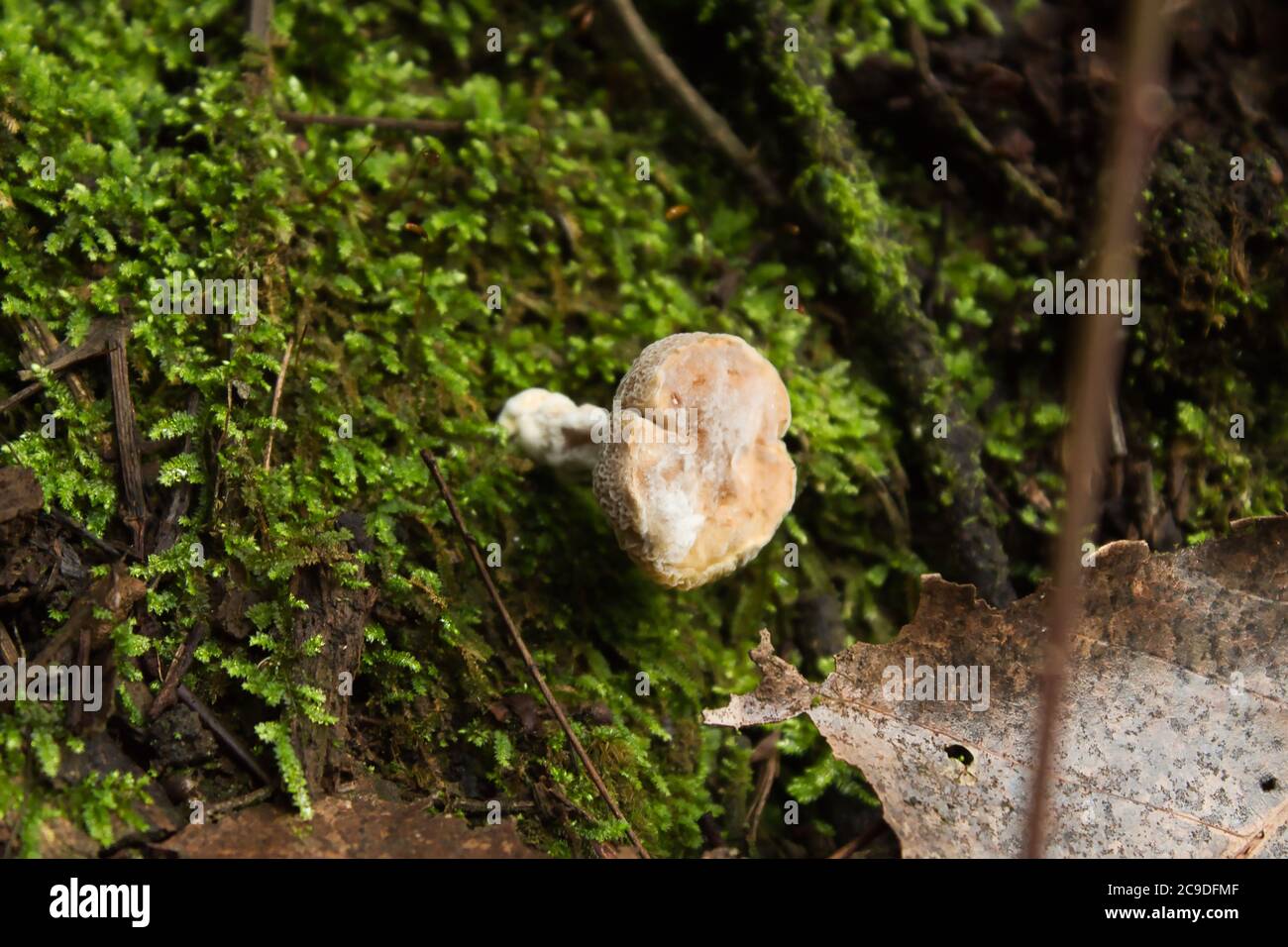 Pilze wachsen auf der Seite des Weges Stockfoto