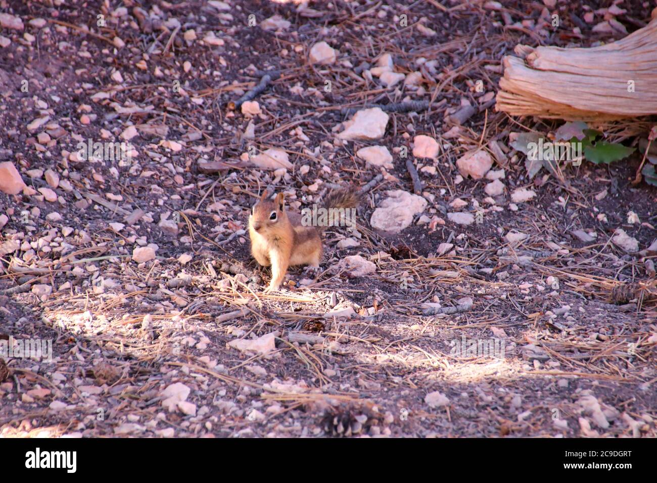 Kleine verrückte Eichhörnchen im Park Stockfoto