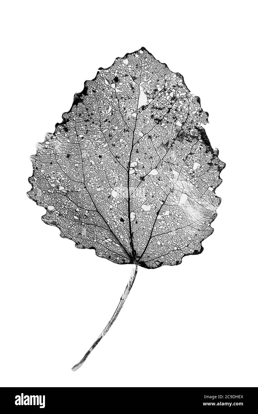 Makroaufnahme einer zarten Blattvene Struktur auf Weiß Stockfoto