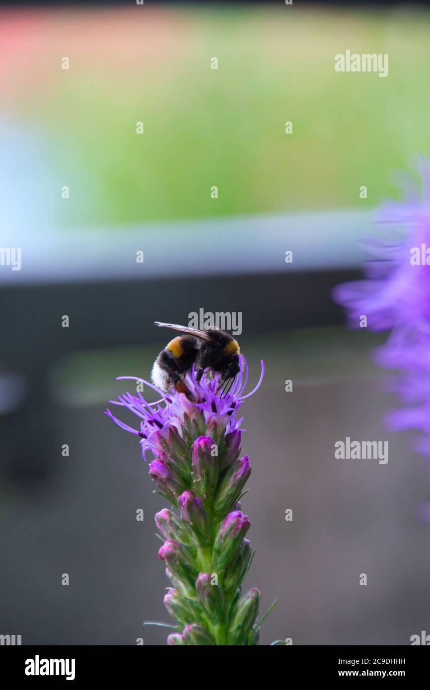 Eine Hummel sammelt im Sommer Pollen auf einer violetten Blütenliatris Stockfoto